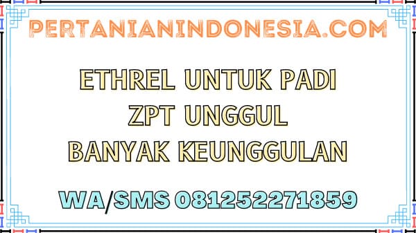 Ethrel Untuk Padi ZPT Unggul Banyak Keunggulan